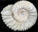 Pavlovia Ammonite Fossil - Siberia #29745-1
